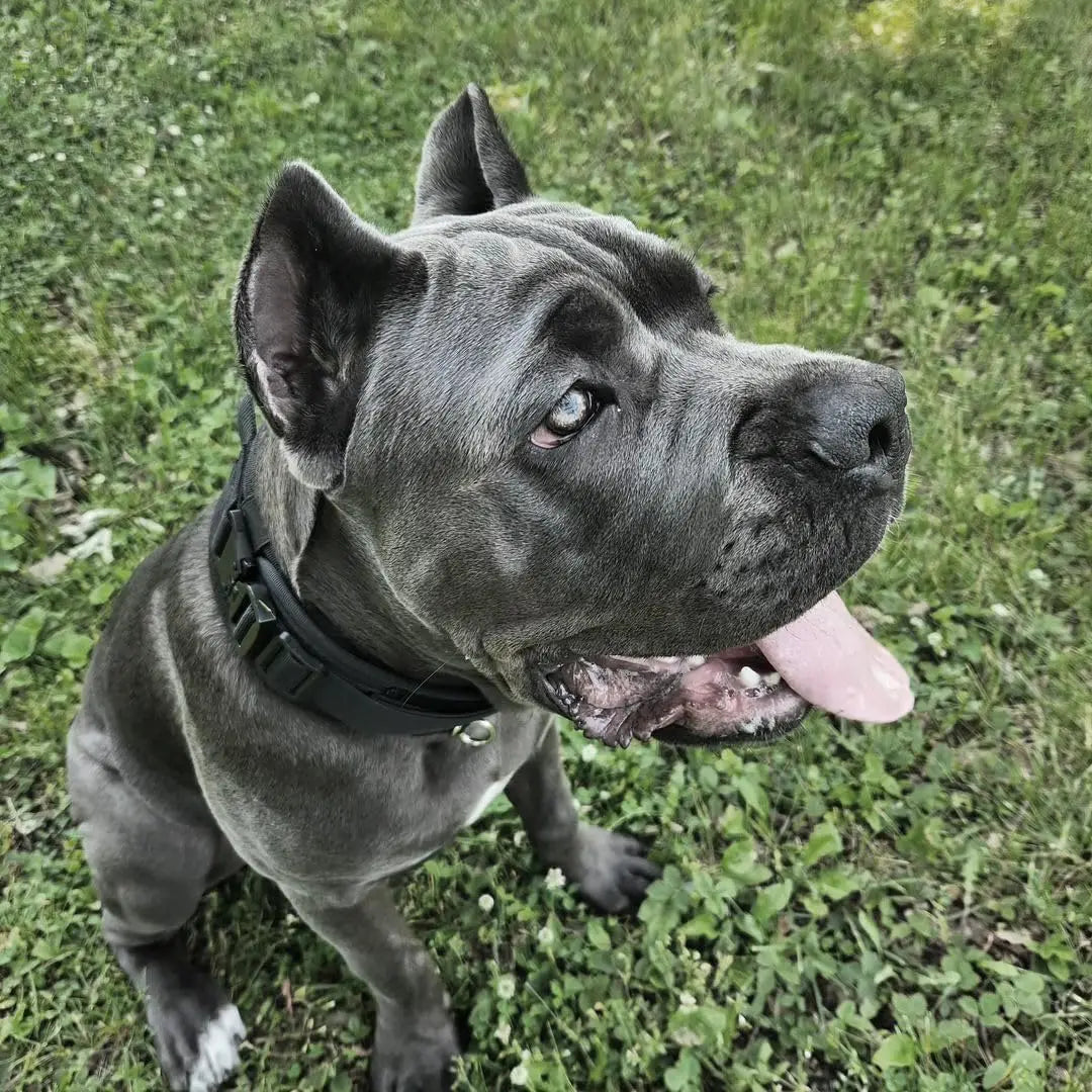 Taktinen paksu vahva koiranpanta kahvalla, eri värejä + Hihna ! / Military-Grade Tactical Dog Collar with Handle Heavy Duty Collar for Medium and Large Dogs Provides Ultimate Control