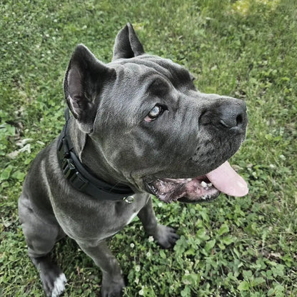 Taktinen paksu vahva koiranpanta kahvalla, eri värejä  + Hihna ! / Military-Grade Tactical Dog Collar with Handle Heavy Duty Collar for Medium and Large Dogs Provides Ultimate Control